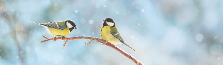 prospekt januar nextsitebanner s2 wildvogel prospekt januar nextsitebanner s2 wildvogel